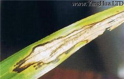 棕竹的病害之斑葉病