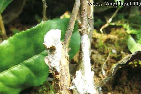 雙線竹芋的病害：白絹病