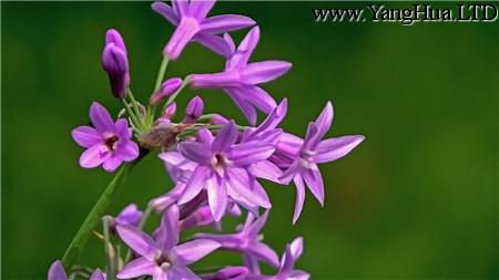 紫嬌花常見病害及防治方法
