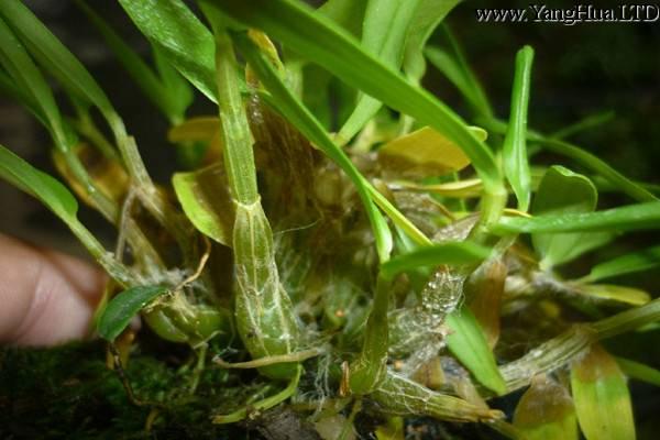 石斛蘭的病蟲害防治方法