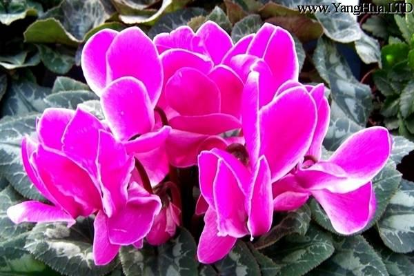 石斛蘭的花語象徵及代表意義是什麼 養花網