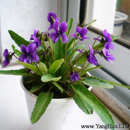 紫花地丁的葉斑病的防治
