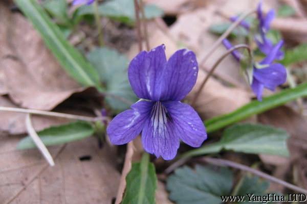 紫花地丁葉斑病及其防治