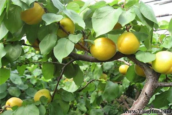 杏樹的病蟲害及其防治