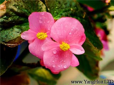 粉色的四季海棠