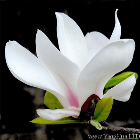 白玉蘭花朵