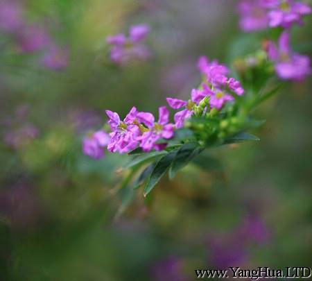 紫萼距花