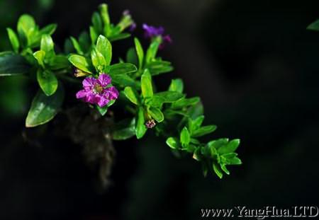 美麗的紫萼距花