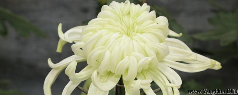 白色菊花花語是什麼 白色菊花代表什麼意思 哀悼 懷念 養花網