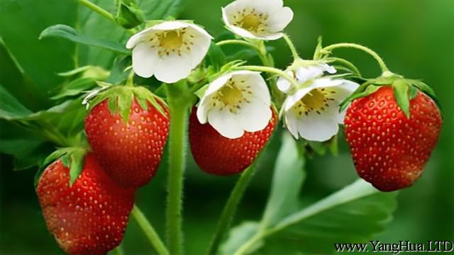 草莓不開花是什麼原因