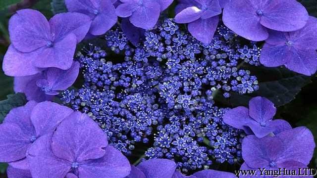 紫羅蘭不開花是怎麼回事