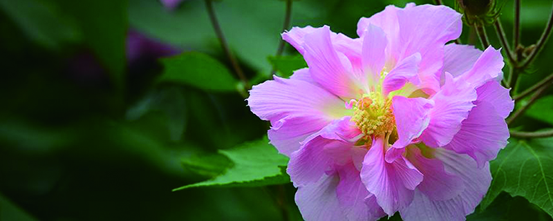 芙蓉花骨朵沒開就掉了怎麼辦