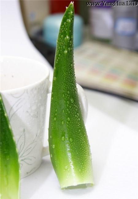 蘆薈葉子變軟是澆水過多的緣故