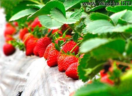 養殖草莓保持較大的溫差