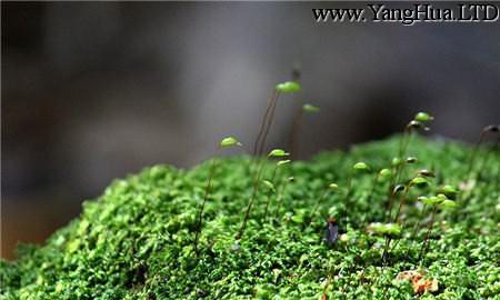 苔蘚植物發黃或者發白