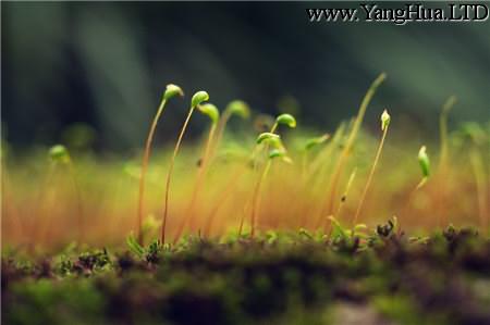 苔蘚植物長白絲發霉