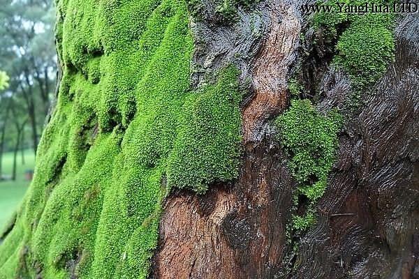 苔蘚發黃、發白、發黑是怎麼回事