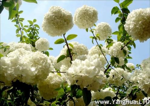 白色繡球花
