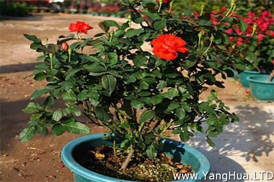 玫瑰怎麼施肥 不同生長時期合理施肥花開滿盆 養花網