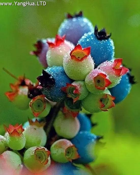 高叢藍莓
