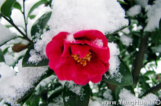 冬天的花有哪些花開 盤點十種在冬天開花的花卉 養花網