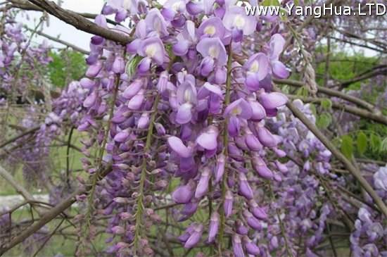 紫色分為哪幾種紫 10種紫色花朵教你分辨深淺紫色 養花網