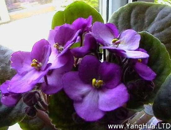 常見的紫色花有哪些 盤點15種最神秘最高貴的美麗花朵 養花網