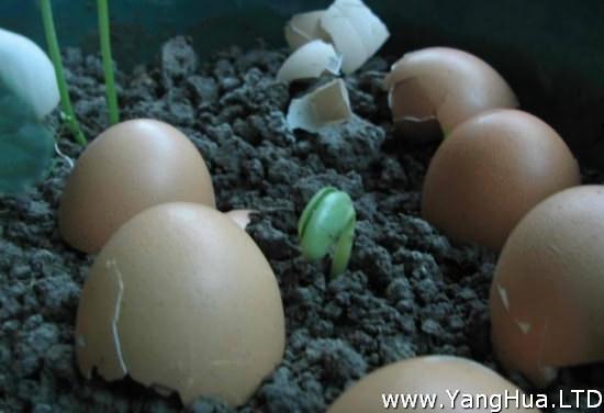 蛋殼不宜放在盆花內