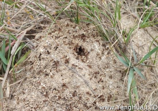危害植株的螞蟻