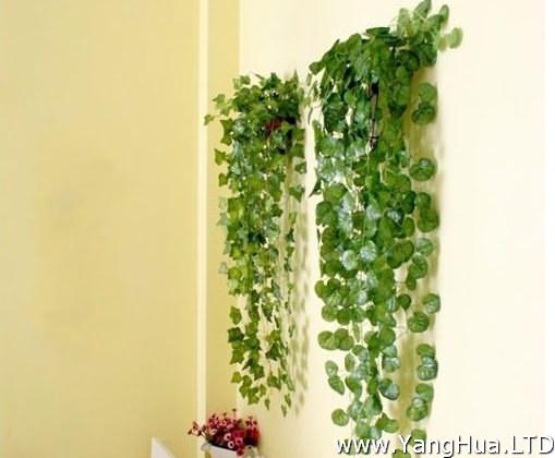 垂長的植物壁掛
