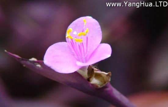 紫錦草（紫鴨 跖草）開的花