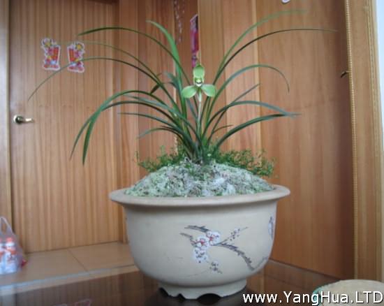 蘭花普通陶瓷花盆