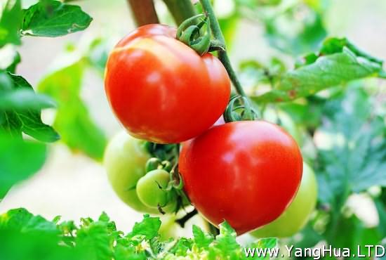 西紅柿栽培