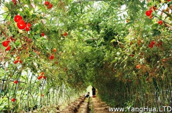 西紅柿栽培