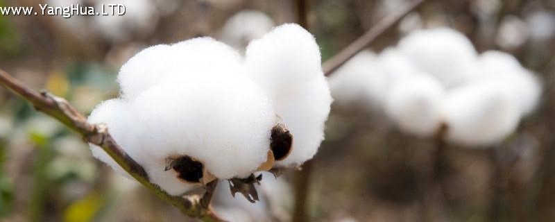 棉花的生長過程 養花網