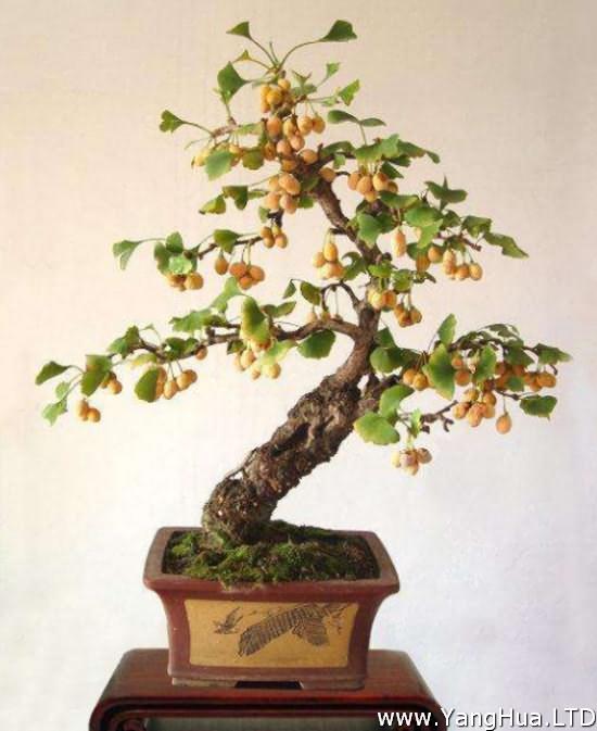 盆栽銀杏樹