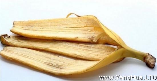 香蕉皮對葉片的作用