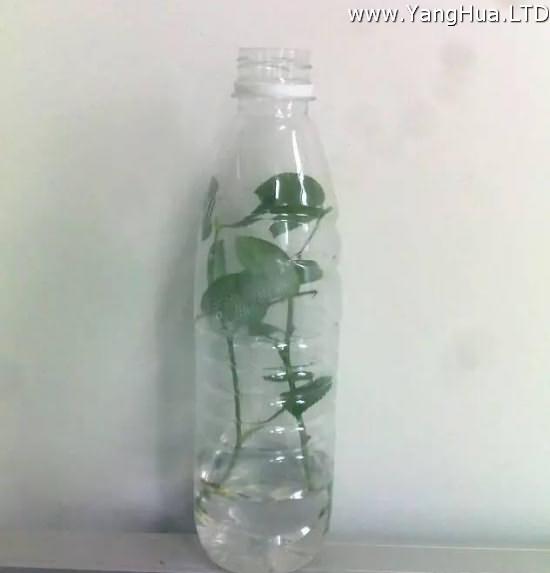 塑膠瓶扦插