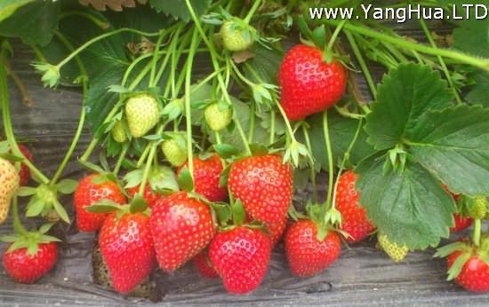 草莓的養殖方法