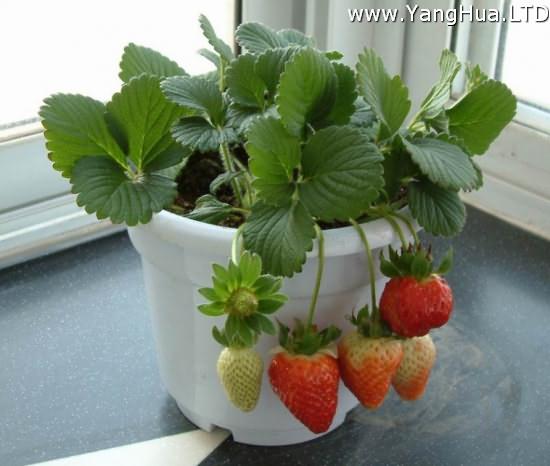 草莓養護