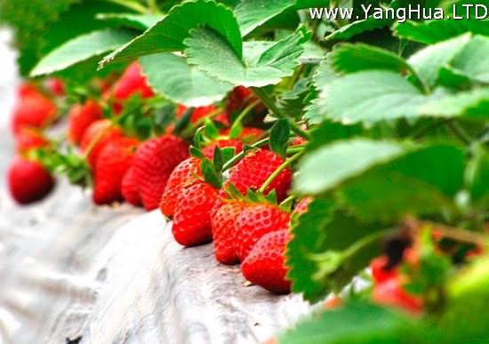 草莓立體栽培的方法