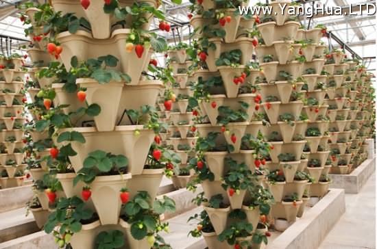草莓立體栽培的方法