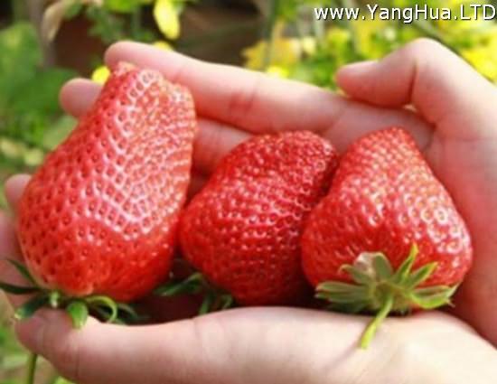 草莓品種