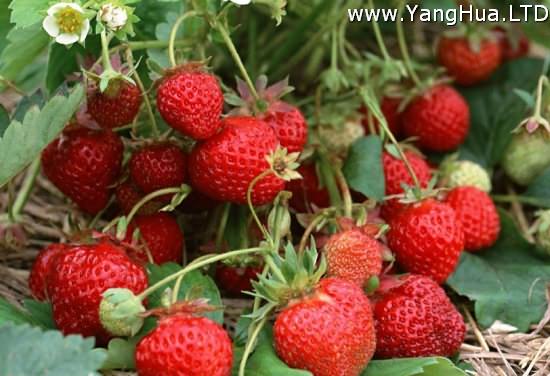 草莓種子種植方法