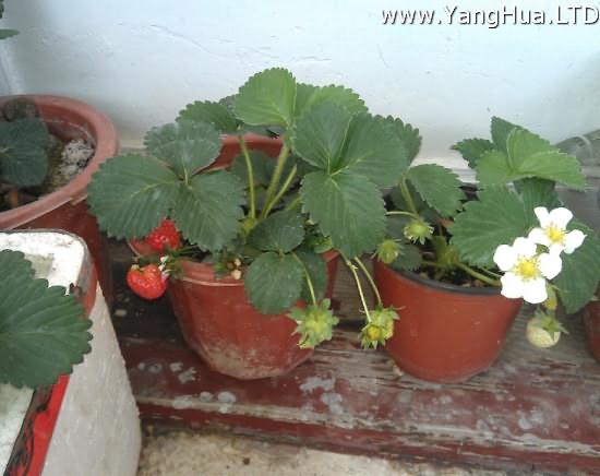 草莓種子種植