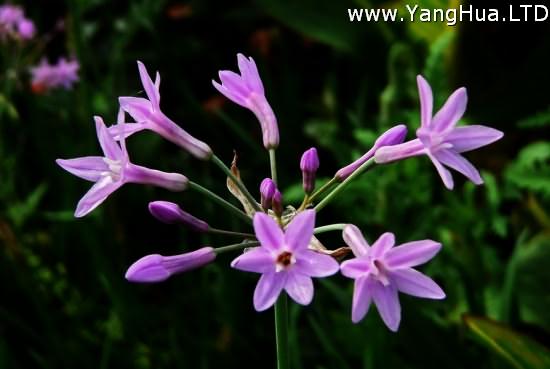 紫嬌花的栽培方法及病蟲害