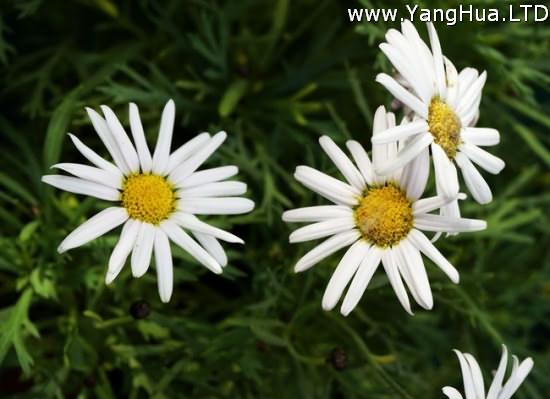 瑪格麗特花的養殖方法 喜涼爽 濕潤的環境 養花網