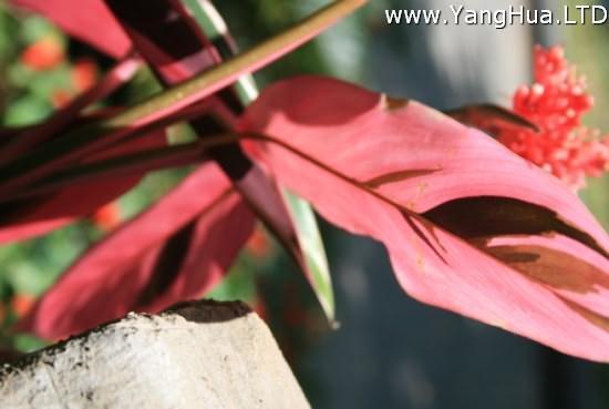 紫背竹芋的養殖方法及注意事項