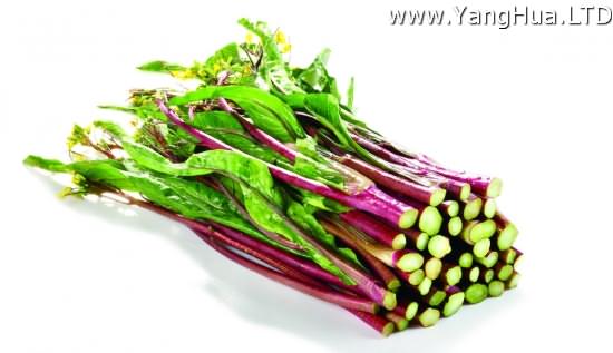 紅菜苔的種植方法