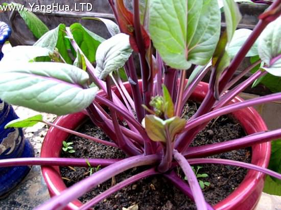 紅菜苔的種植方法